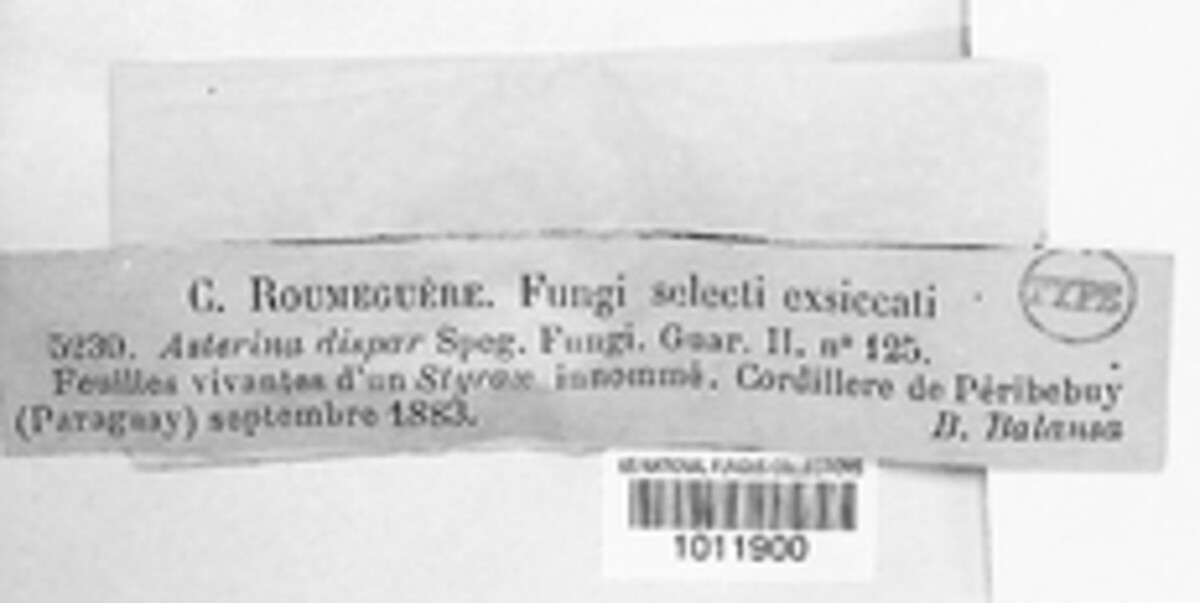 Asterina dispar image